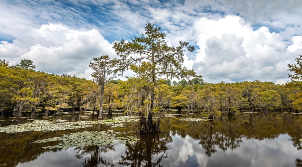 Caddo Lake is a sprawling freshwater lake that straddles the border between Texas and Louisiana, known for its cypress trees and maze-like waterways. The lake has clear waters and beautiful cypress trees growing right in the water.