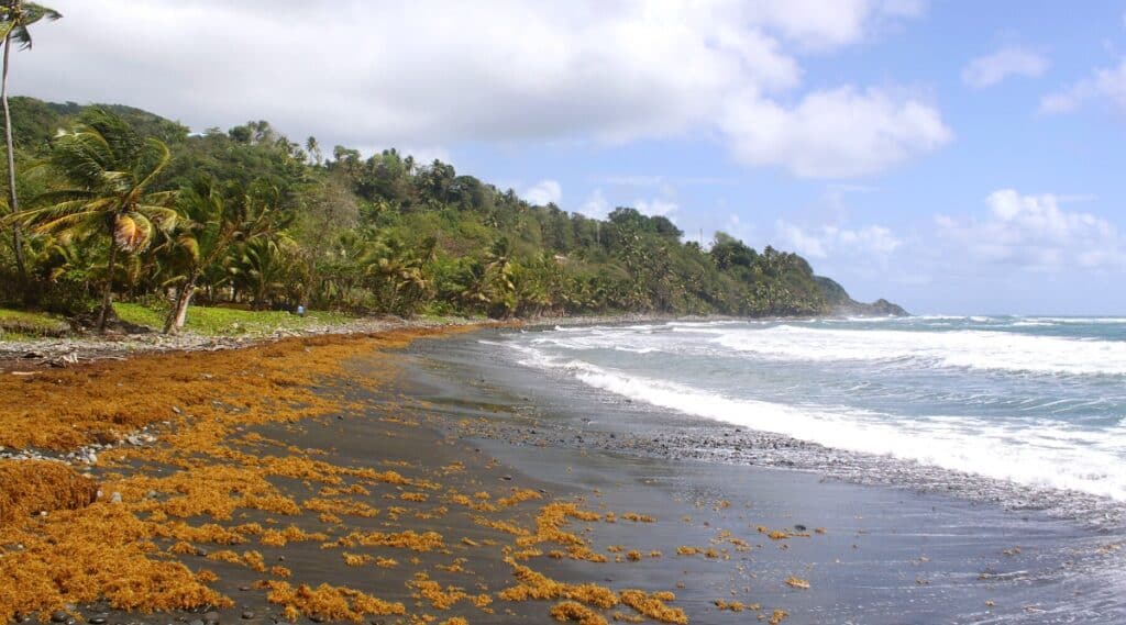 Champagne Beach is a unique and popular beach in Dominica, known for its bubbly waters caused by volcanic activity. A beach with black sand, turquoise waters and lush tropical vegetation.