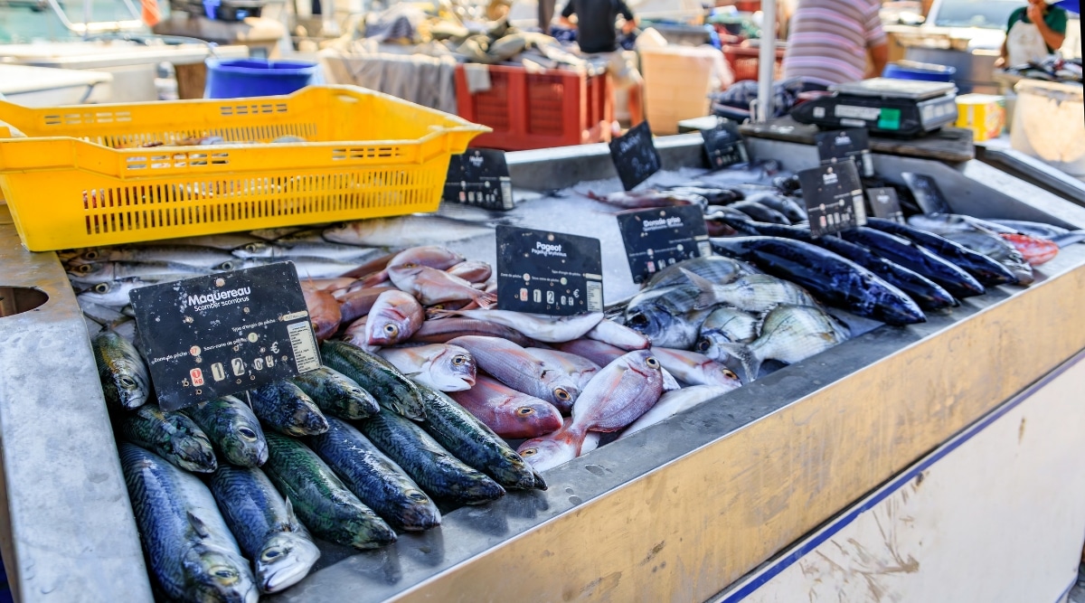 A variety of freshly caught fish on display at a French fish market.