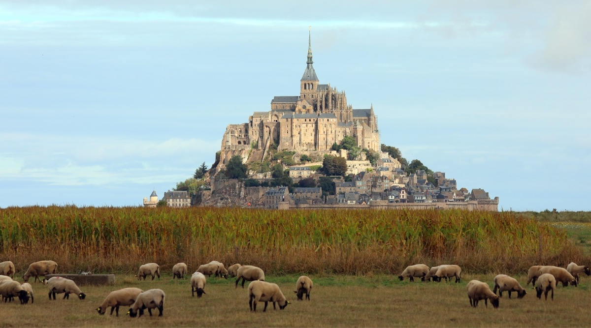 Mont Saint Michel from a distance with fields and grazing sheep in the foreground.