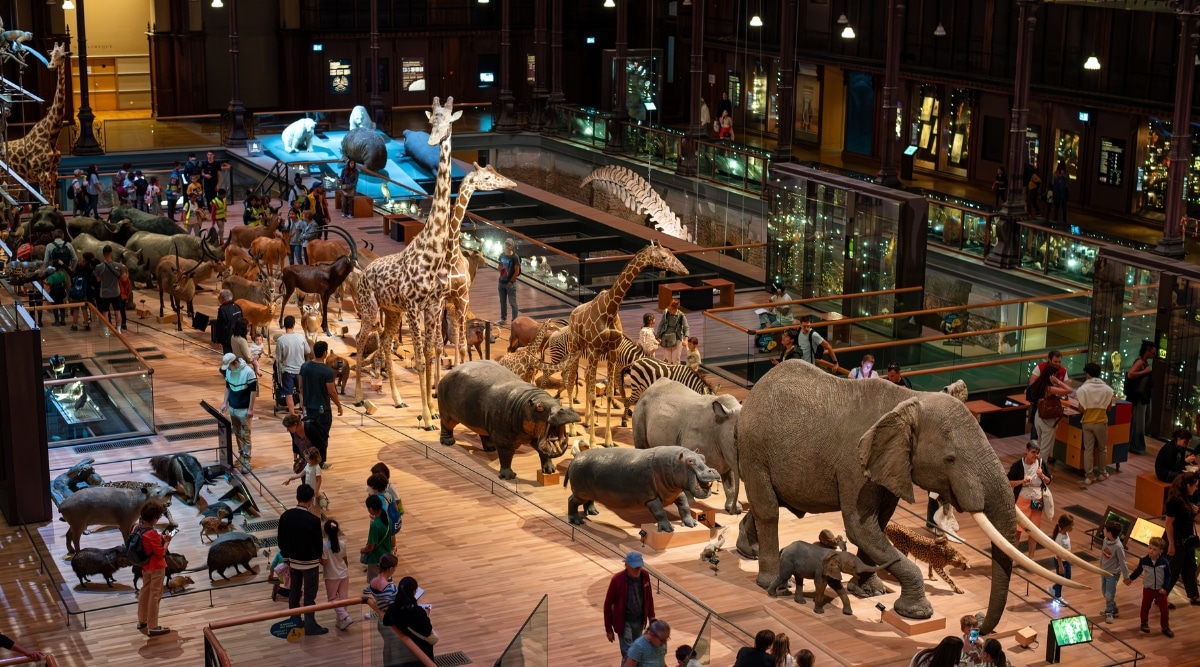 A collection of African animals on display at the National Museum of Natural History in Paris, France. 