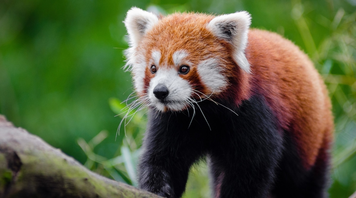 Close up shot of a Red Panda.