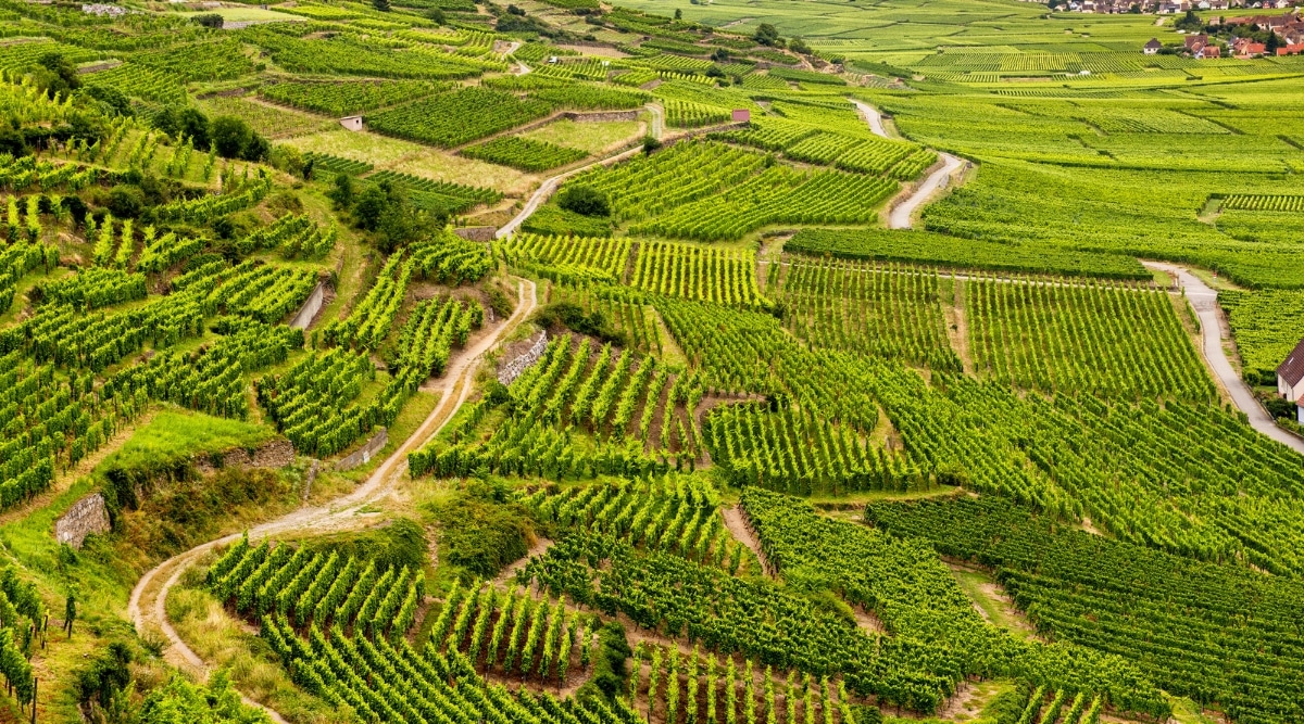 Arial view of the Alsace wine region in Strasbourg, France.