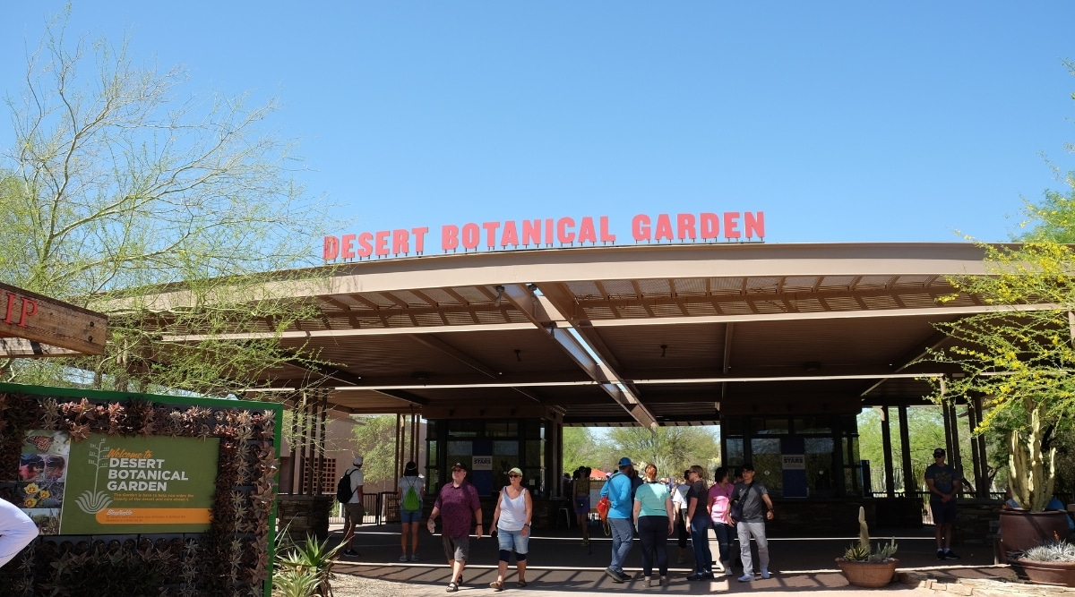 View of the entrance to the Desert Botanical Garden in Phoenix with many people walking, during the daytime. The checkpoint with ticket offices and gates has a large sign on the roof that reads “Desert Botanical Garden.” On the sides there are large potted cacti and various trees.