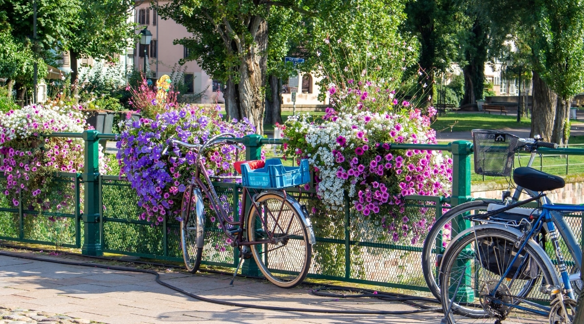 Bicycles leaned up against a flowery railing in a park in Strasbourg, France.