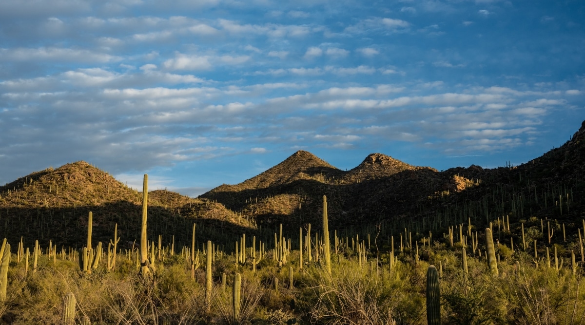 View of Saguaro National Park against a background of blue sky with white clouds. Saguaro National Park in Tucson is a captivating expanse of the Sonoran Desert, characterized by its iconic saguaro cacti, some reaching towering heights, silhouetted against the vivid Arizona sky. The landscape features rugged, rolling hills and valleys, adorned with a rich tapestry of desert flora.