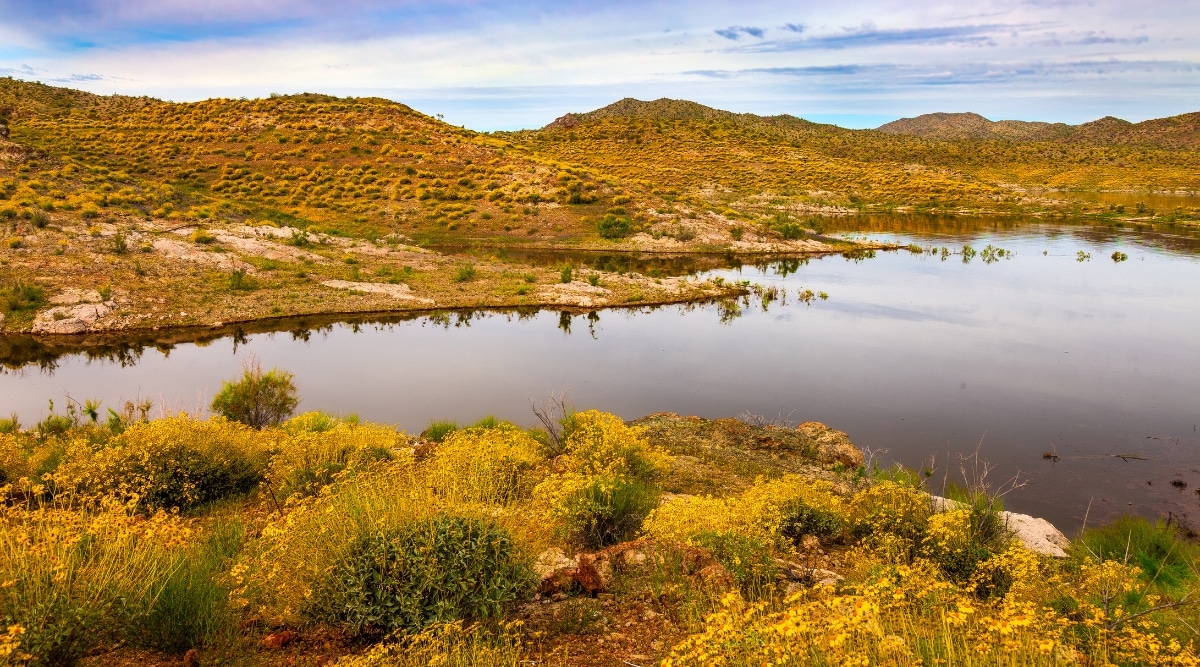 A photograph capturing the landscape around Alamo Lake in Arizona. The image showcases the lake's waters surrounded by arid desert scenery. The shoreline is lined with sparse vegetation.
