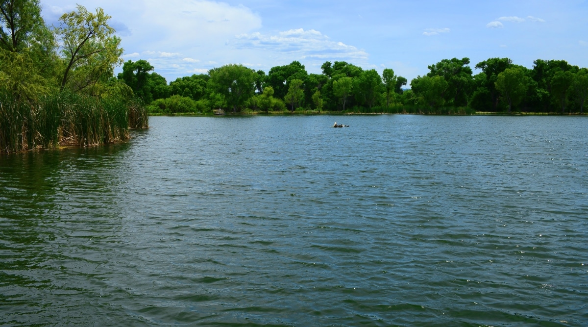 A photograph captures the serene lagoons at Dead Horse Ranch State Park in Arizona. The calm pond is surrounded by abundant vegetation, creating a tranquil and scenic setting.