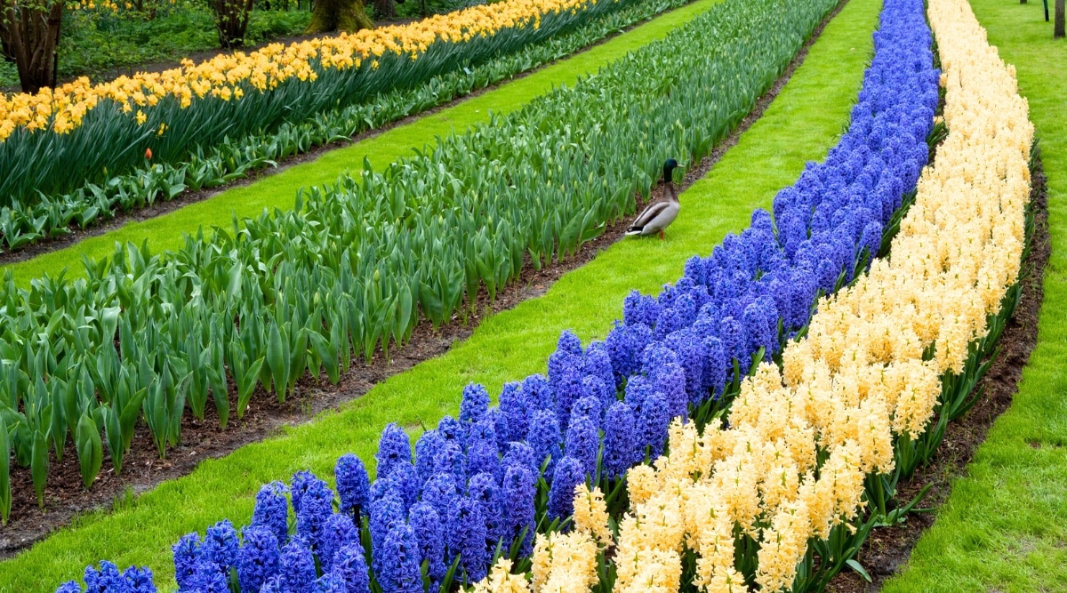Keukenhof Gardens in the Netherlands. The image showcases meticulously arranged flower beds in a kaleidoscope of colors, with tulips, daffodils, and hyacinths. The carefully landscaped design of Keukenhof Gardens is evident, with its unique blend of floral varieties.