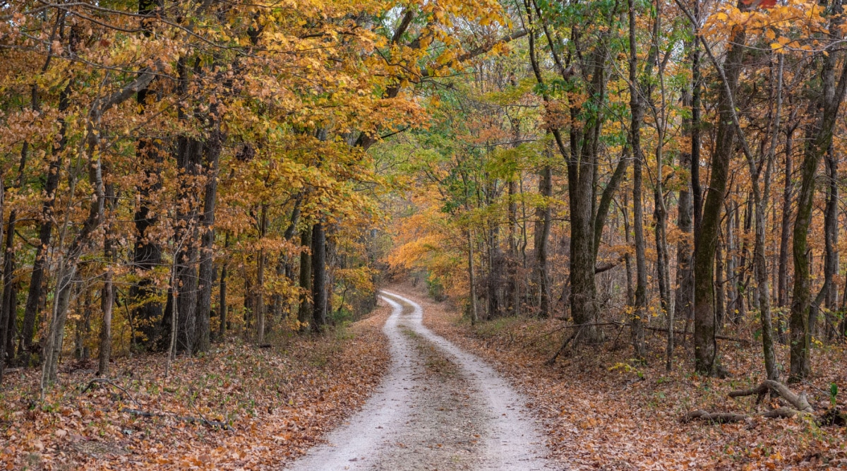 Winding dirt road through a forest of autumn trees with lots of yellow and brown leaves along the Natchez Trace Parkway in rural Tennessee. 