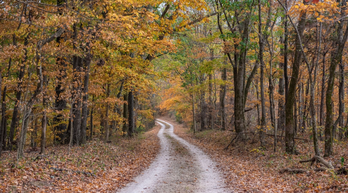Winding dirt road through a forest of autumn trees with lots of yellow and brown leaves along the Natchez Trace Parkway in rural Tennessee.