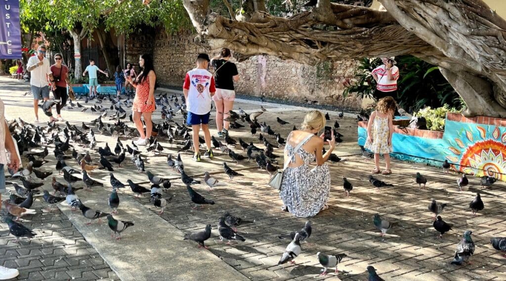 A photograph illustrating Parque de las Palomas in Puerto Rico. The image showcases a public park with open spaces. Visitors can be seen enjoying the serene atmosphere, with scattered pigeons in the park.