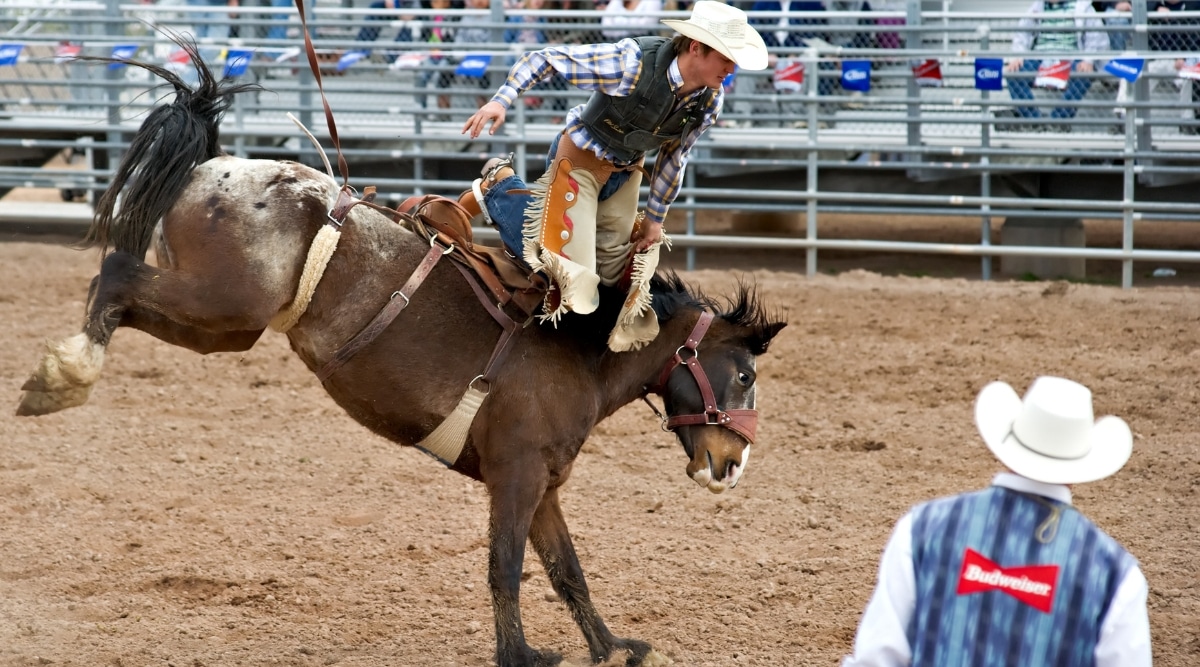 A photograph capturing a cowboy participating in a rodeo event, riding a bucking horse. The image features the action within the rodeo arena, showcasing the rider's skill and the horse's movement. Spectators in the background observe the event.