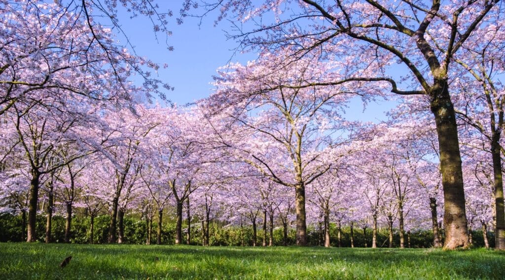 The photograph captures the scene of Kersenbloesempark Flower Park in Amsterdamse Bos, where approximately 400 cherry trees are in bloom. The image features a vast expanse of pink trees. The trees, likely cherry blossoms, are evenly distributed throughout the park.