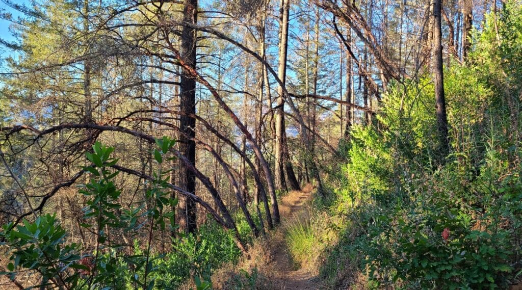 A photograph capturing an overgrown and rugged trail within Bothe-Napa Valley State Park. The image features dense vegetation, including bushes and trees, flanking both sides of the trail.
