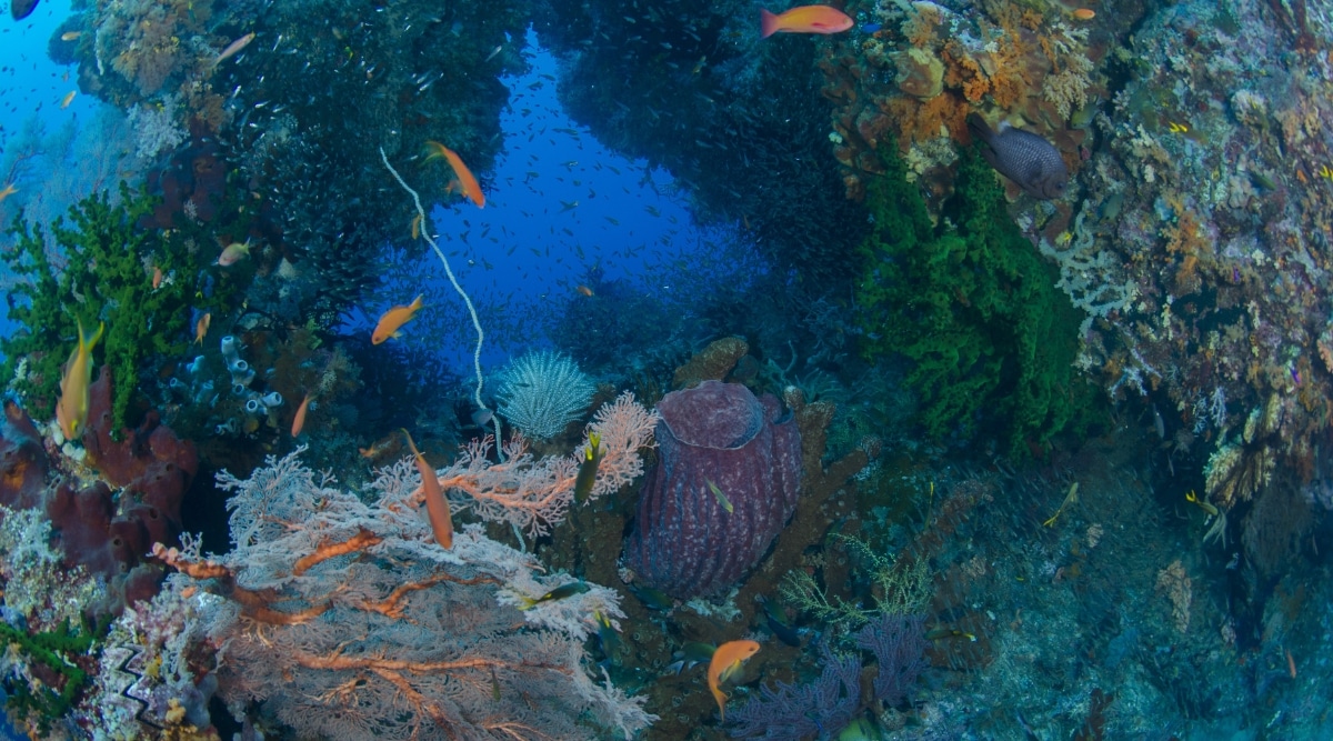 The image captures corals and fish in the Pacific Ocean surrounding a window through the reef in Raja Ampat, Indonesia. The underwater scene displays a variety of coral formations and marine life, typical of the diverse ecosystem in this region.