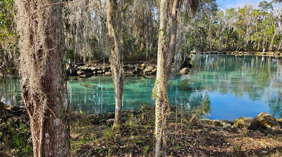 A view capturing Crystal River in Florida, characterized by a serene landscape with an abundance of trees and surrounding forest. The calm, crystal-clear river. 
