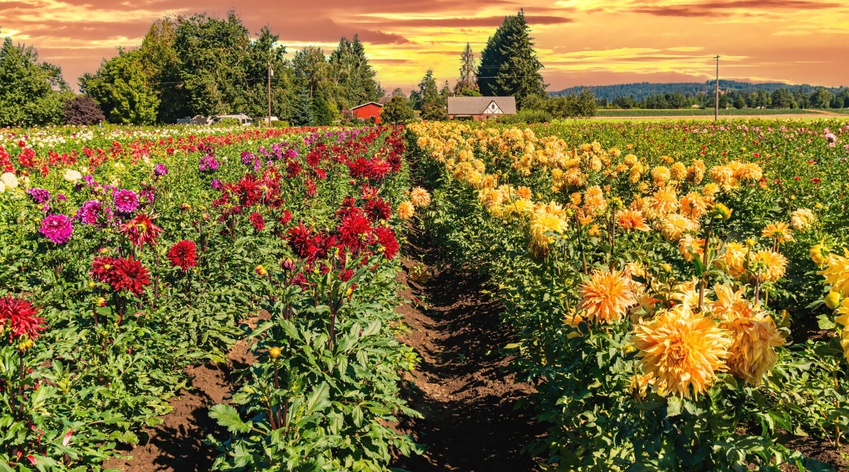 A photograph capturing farm field rows of blooming summer Dahlia flowers under a colorful sunset sky. The image features a house and tall trees in the distance.