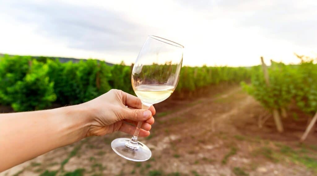A photograph featuring a hand holding a glass of wine against a backdrop of vineyard bushes.