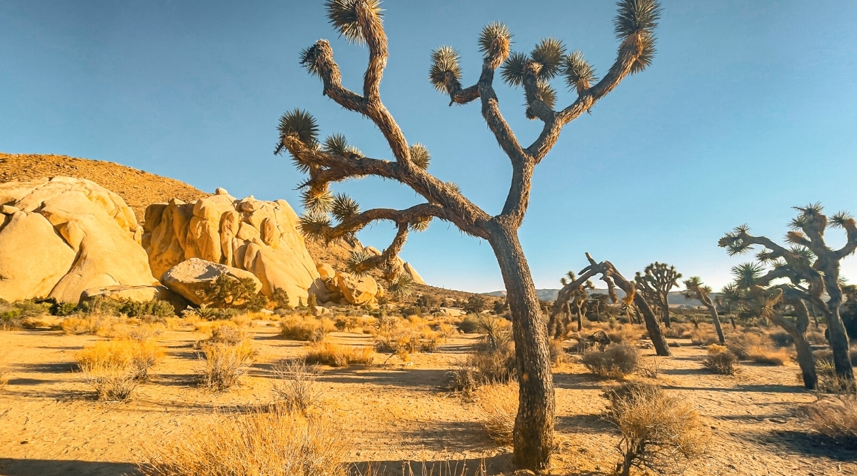 A photograph capturing Joshua Tree National Park, characterized by the distinct desert landscape and iconic Joshua Trees. The image showcases the arid terrain with scattered vegetation. 