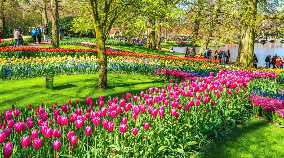 A view of Keukenhof Gardens featuring rows of tulip beds in varying colors, predominantly pink, yellow, and red. Many visitors are observed walking through the park, surrounded by growing trees. The landscape is characterized by its vibrant greenery. A lake is situated on the right side of the image.