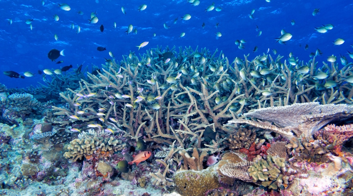 An underwater shot capturing the diverse coral formations in the Maldives. The image showcases a variety of corals, each displaying distinct shapes and colors. The underwater environment is teeming with numerous fish species, presenting a vibrant array of colors and sizes.