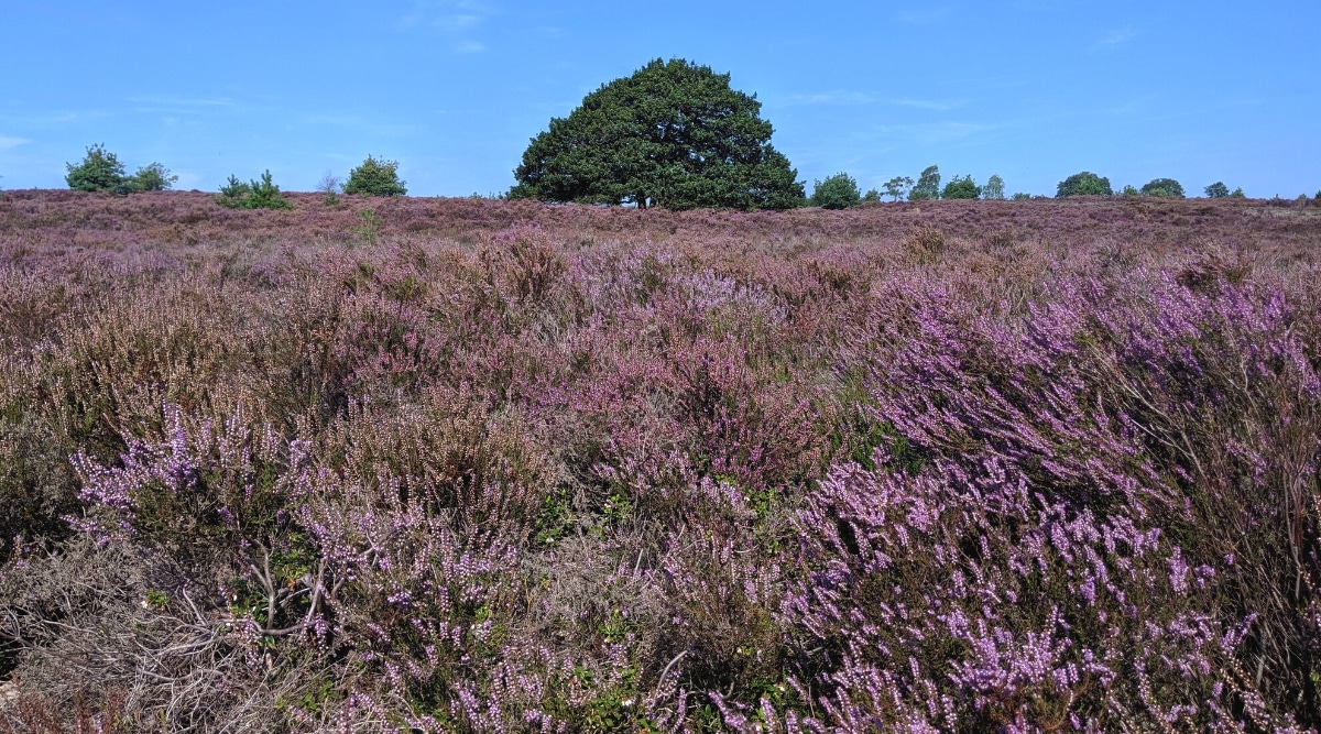 A photograph depicting flowering heather at the Sallandse Heuvelrug in The Netherlands. The image captures the expansive landscape with blooming heather plants in a natural setting. 