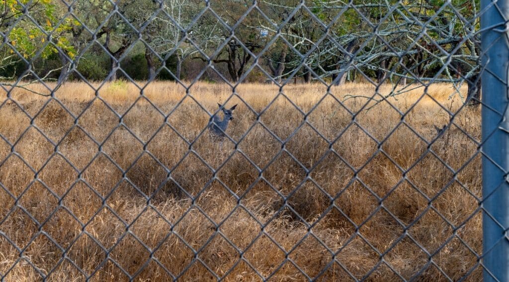 A photograph capturing deer behind a fence at Skyline Wilderness Park.