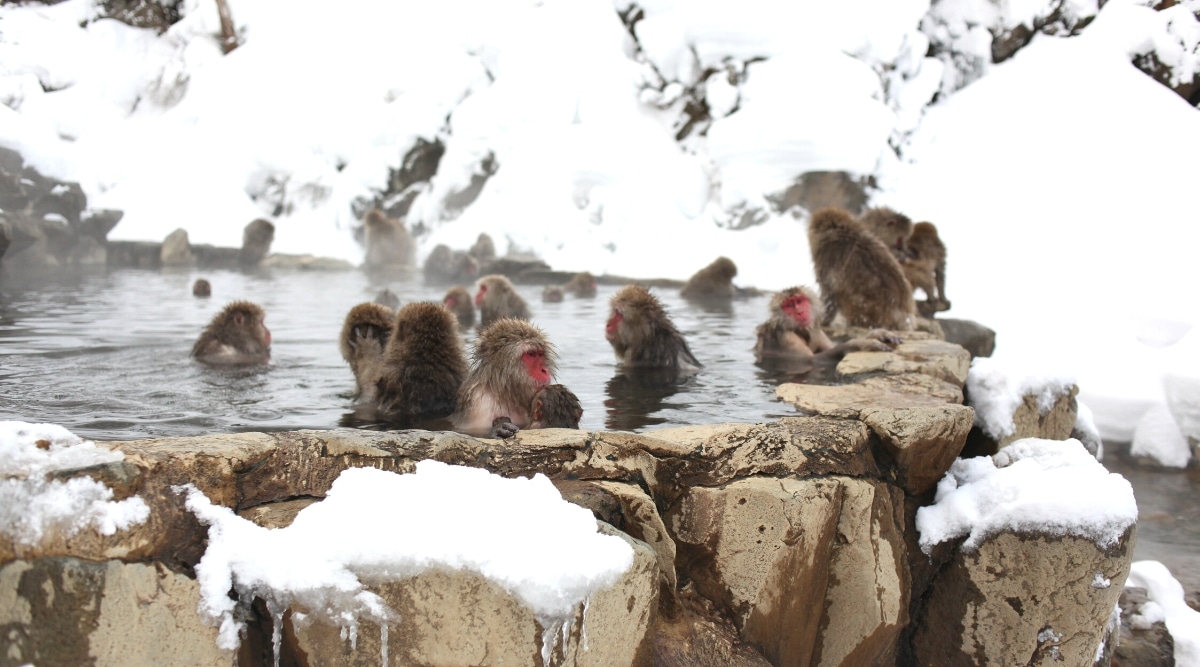 A depiction of Snow Monkey Park, showcasing several dozen monkeys bathing in a hot spring surrounded by snow. The image captures the monkeys immersed in the warm water against a backdrop of snowy terrain. 