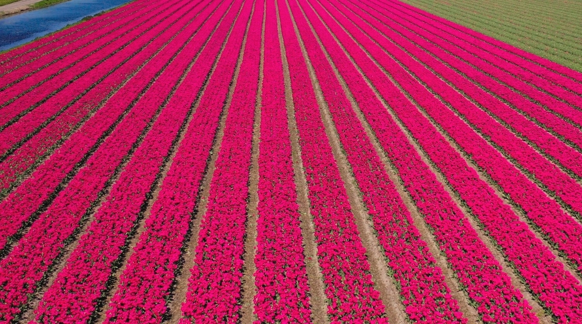 A drone-captured aerial view showcasing expansive pink tulip fields on a sunny day in a floral landscape.