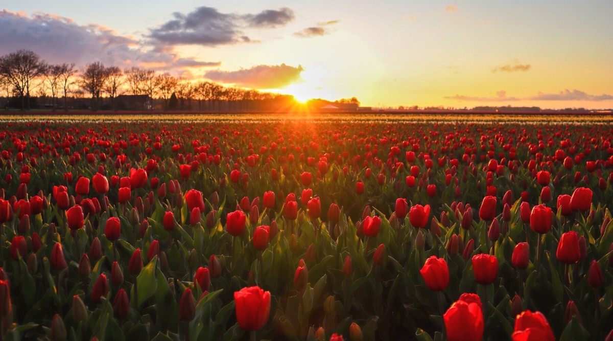 A photograph capturing a landscape of tulip fields at sunset. The image features red tulips in the foreground against a backdrop of a partially cloudy sky as the sun sets below the horizon.