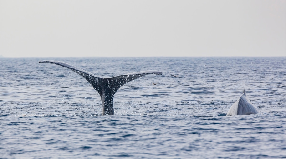 A close-up photograph capturing the tail of a Humpback Whale off the coast of Los Angeles.