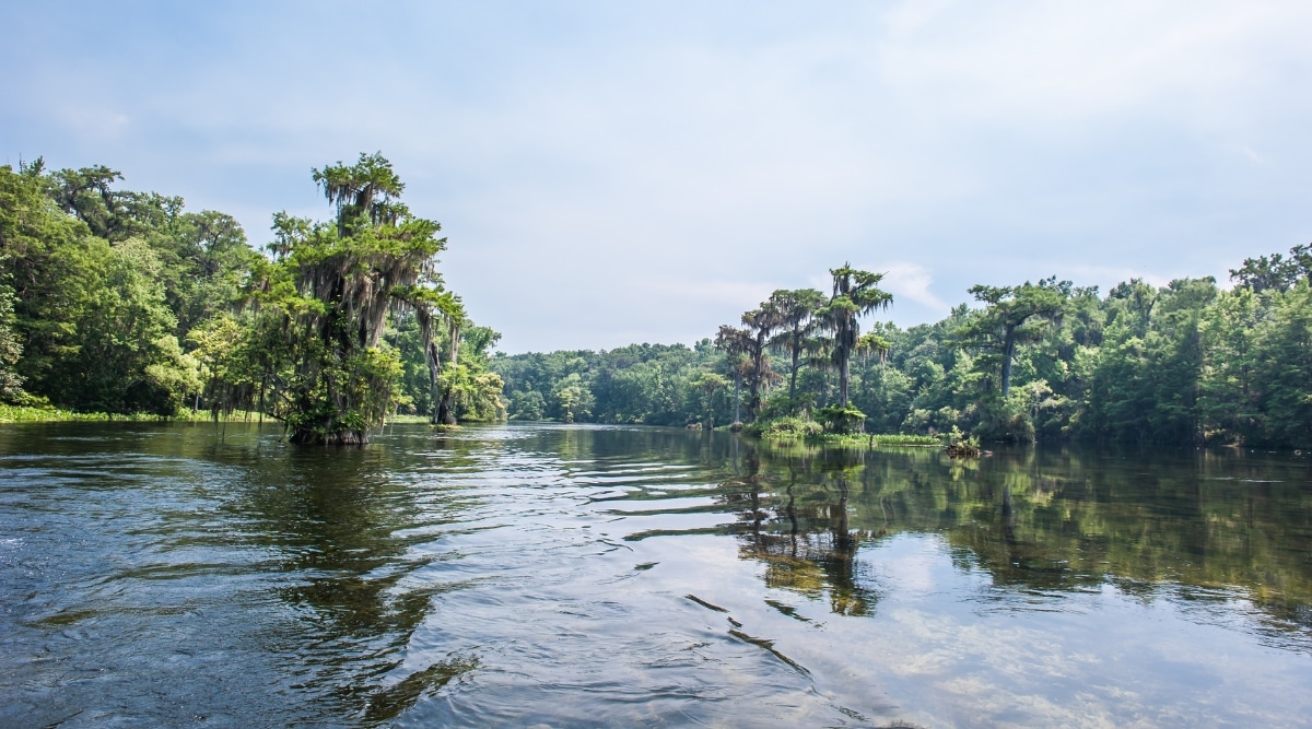 The image captures the natural landscape of Wakulla Springs, with the river prominently visible in the forefront and the expansive forest forming a scenic backdrop. The overcast sky contributes to the subdued lighting conditions.