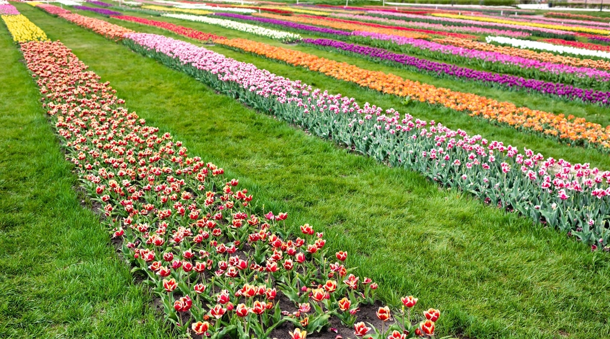 An image depicting orderly rows of tulips featuring a variety of colors, including red, pink, orange, yellow, white, and purple. The tulips are meticulously arranged with well-maintained lawns of grass interspersed between them.