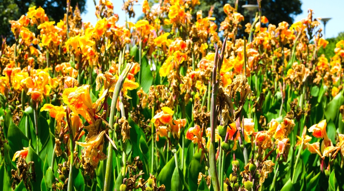 A close-up photograph capturing Canna Flowers, providing a detailed view of the plant's floral structure. The image showcases the distinct features of the Canna plant, including its vibrant and intricate flowers. The petals exhibit a range of colors.