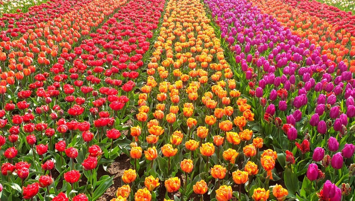 A close-up top view capturing dense rows of tulips in varying shades of orange, purple, and red. The tulips are densely packed, forming a visually striking display.