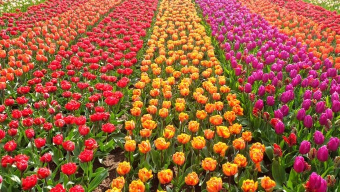 A close-up top view capturing dense rows of tulips in varying shades of orange, purple, and red. The tulips are densely packed, forming a visually striking display.