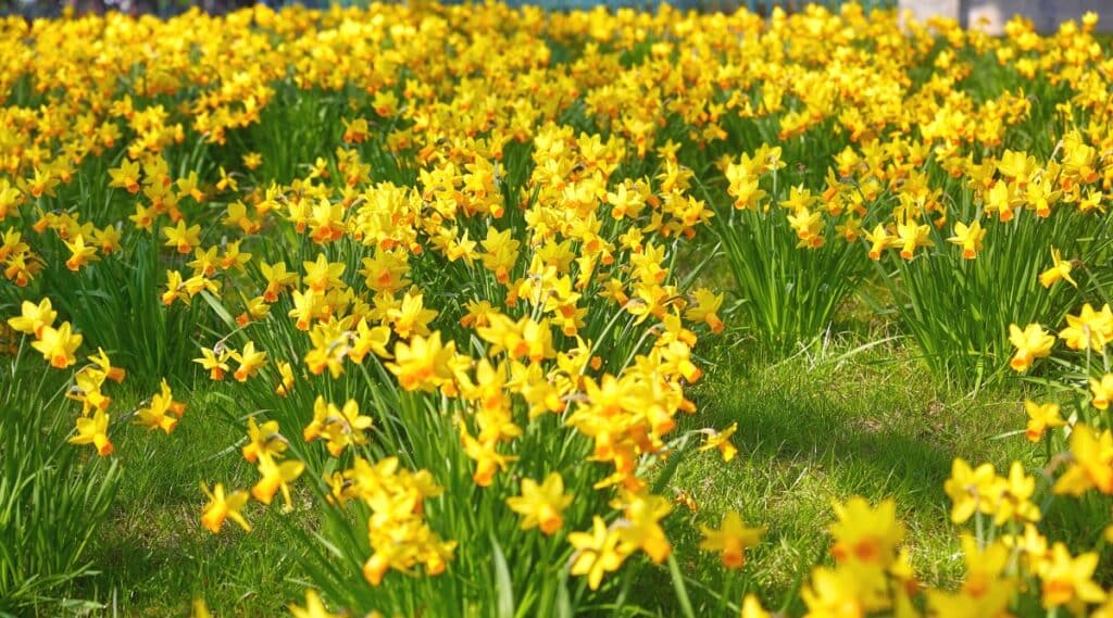 A close-up photograph capturing vibrant yellow daffodils in a garden setting. 