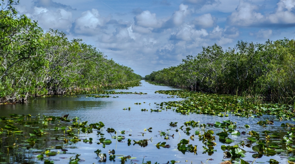 A view capturing the Long River within Everglades National Park. The image features abundant greenery flanking both sides of the river, contributing to the park's distinctive natural landscape. The sky above shows cloud cover. 