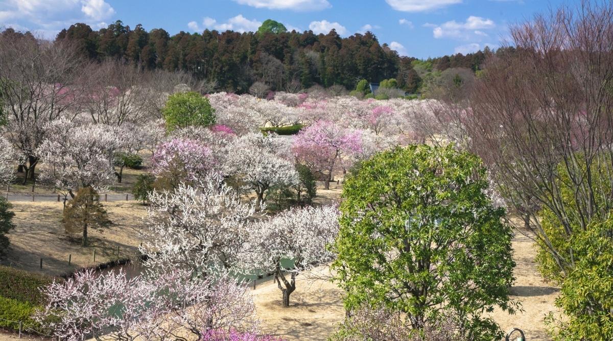 A photograph capturing a field of trees with white and pink foliage during the Mito Plum Festival. The image depicts a bright day, showcasing the trees' vibrant colors against a clear sky.