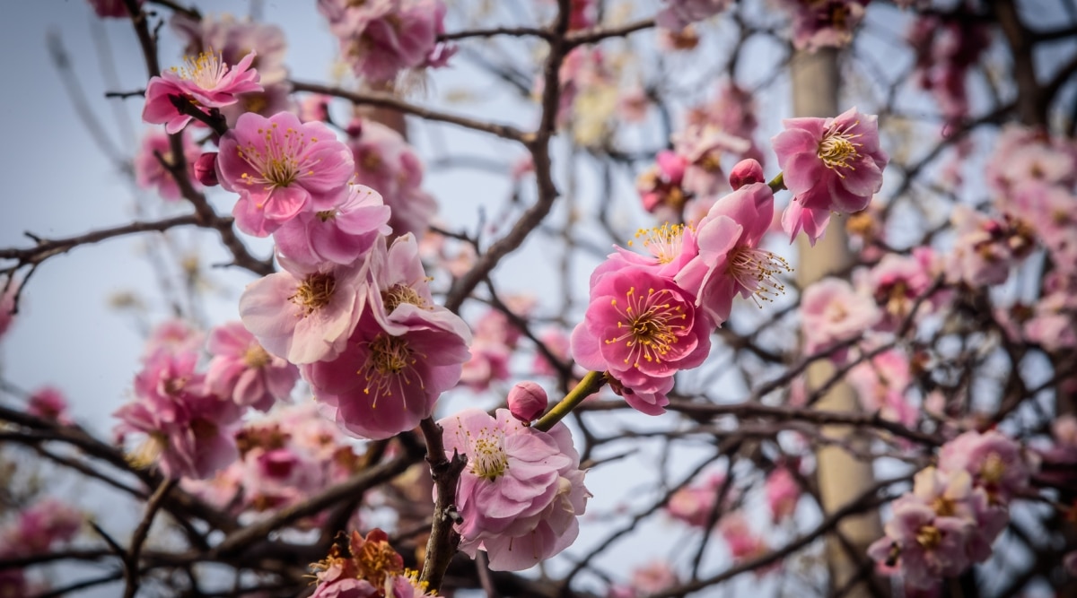 A close-up photograph capturing the intricate details of a blooming plum. The image features the delicate blossoms, showcasing their vibrant colors and petal structure. 