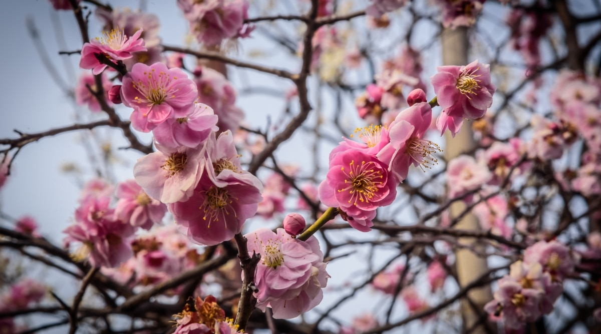 A close-up photograph capturing the intricate details of a blooming plum. The image features the delicate blossoms, showcasing their vibrant colors and petal structure.
