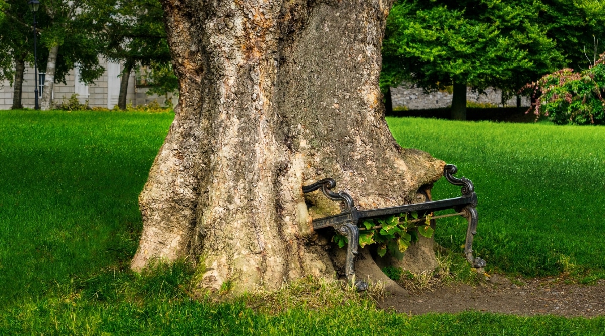 A photograph capturing The Hungry Tree within the grounds of the King's Inns in Dublin. The image showcases the tree's notable feature, characterized by its trunk partially engulfing a cast-iron railing. Surrounding greenery and landscaping contribute to the overall scene.