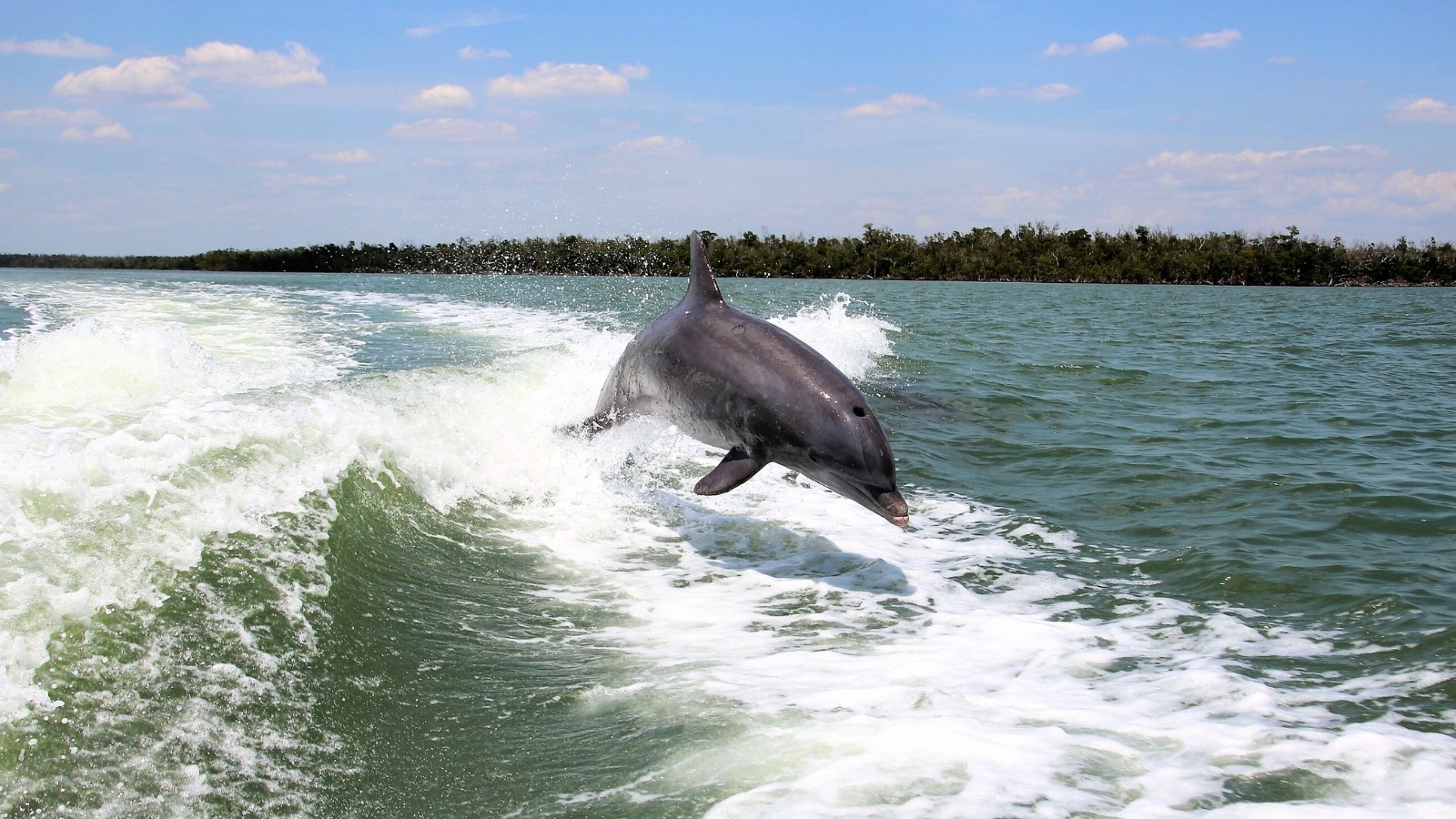 A photograph capturing a dolphin in mid-air as it leaps out of the water.