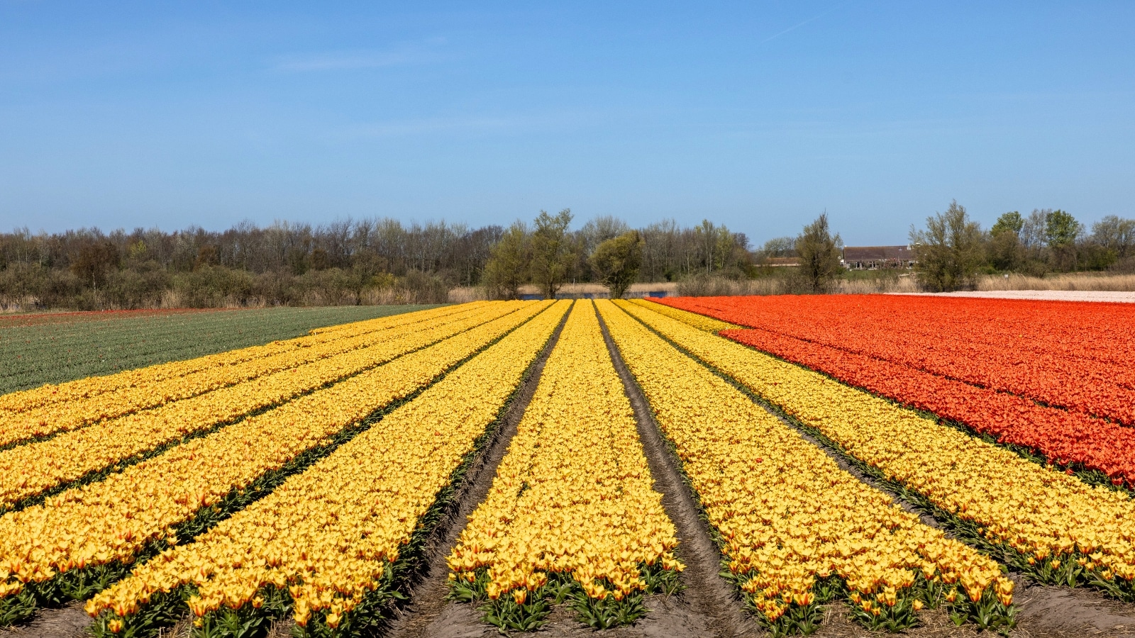 A photograph showcasing expansive fields of blooming tulips near Lisse in the Netherlands.
