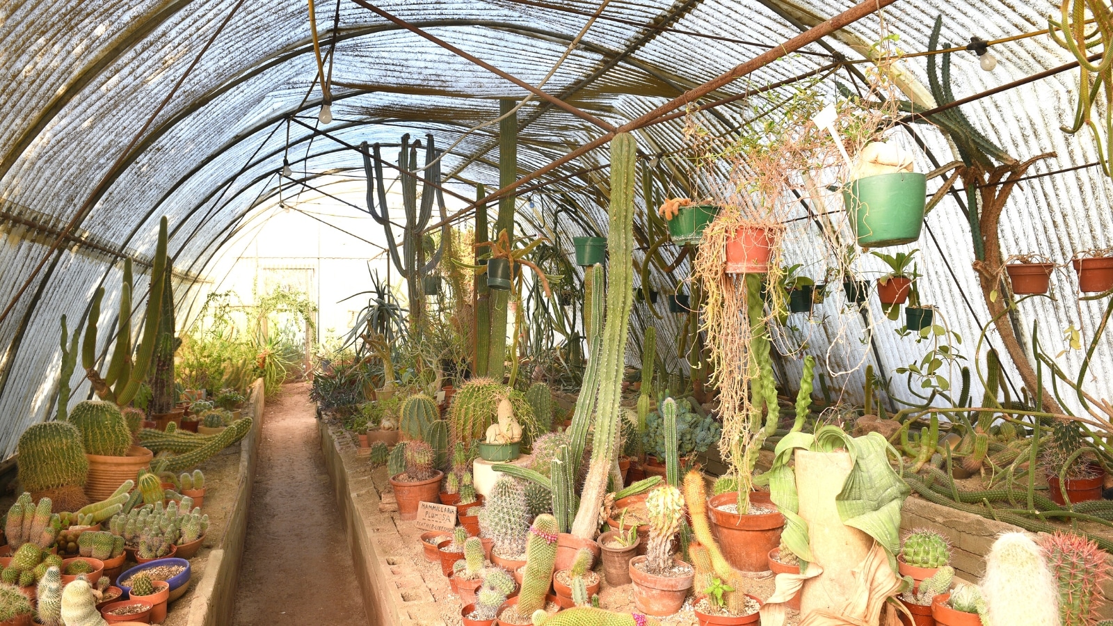 A photograph depicting the interior of the greenhouse at Moorten Botanical Garden, featuring a diverse collection of cacti and desert plants.