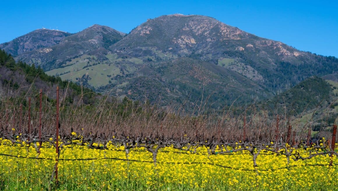 Mount Saint Helena in Napa Valley California with yellow flowers surrounding the base of the mountain.