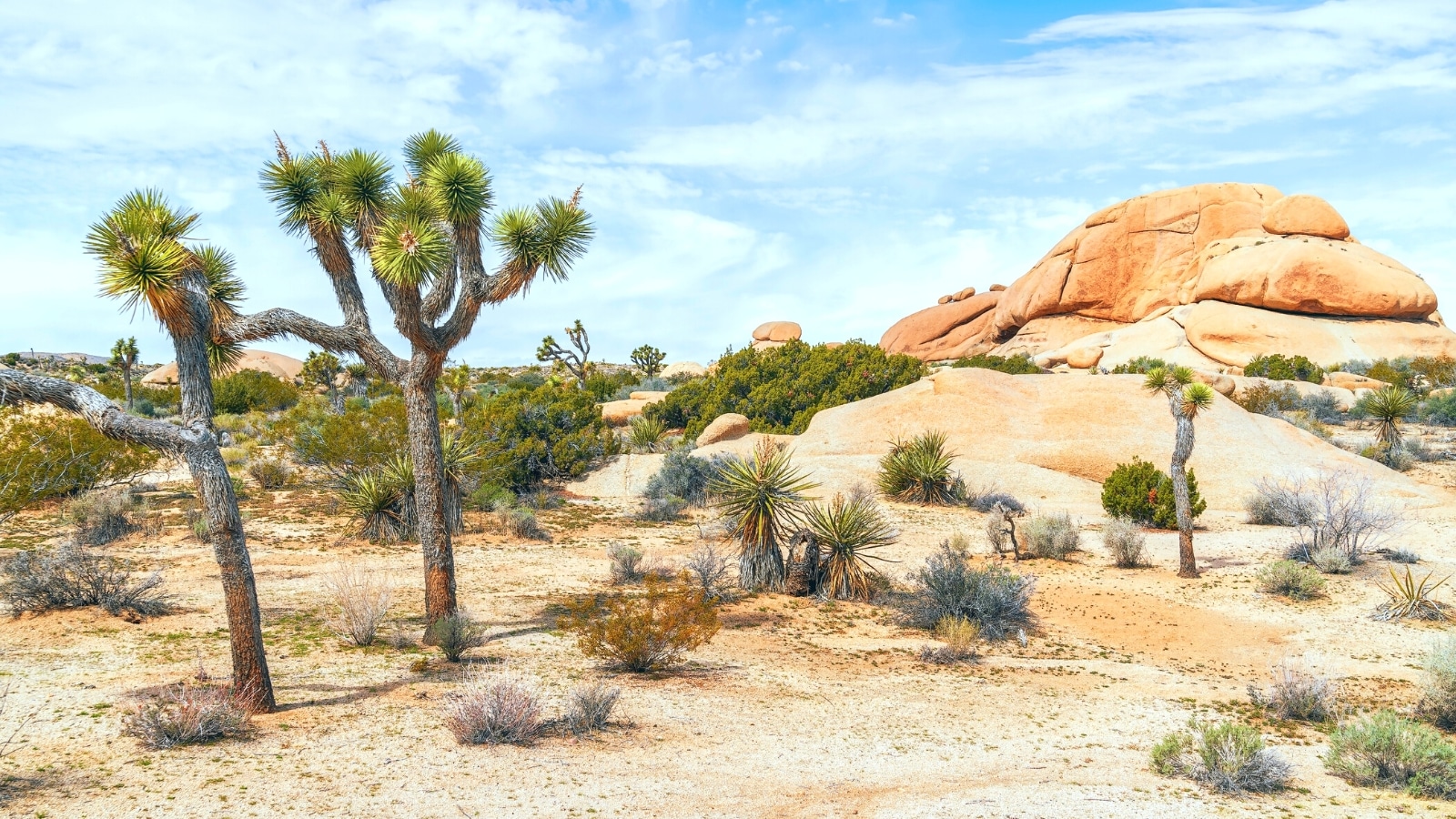 A photograph capturing the landscape around Palm Springs within the vicinity of Joshua Tree National Park. The image features the arid desert terrain characteristic of the region.
