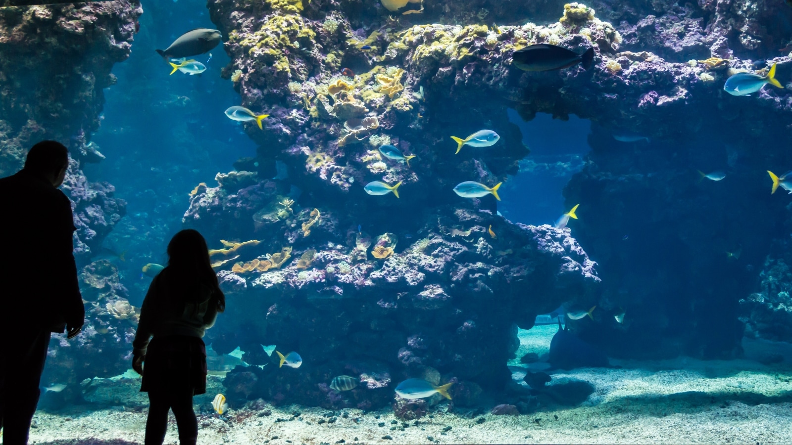 The image shows a grandfather and granddaughter standing in front of a large aquarium, with both figures visible in full height. The aquarium is filled with a variety of fish and corals, creating a colorful and vibrant underwater scene.