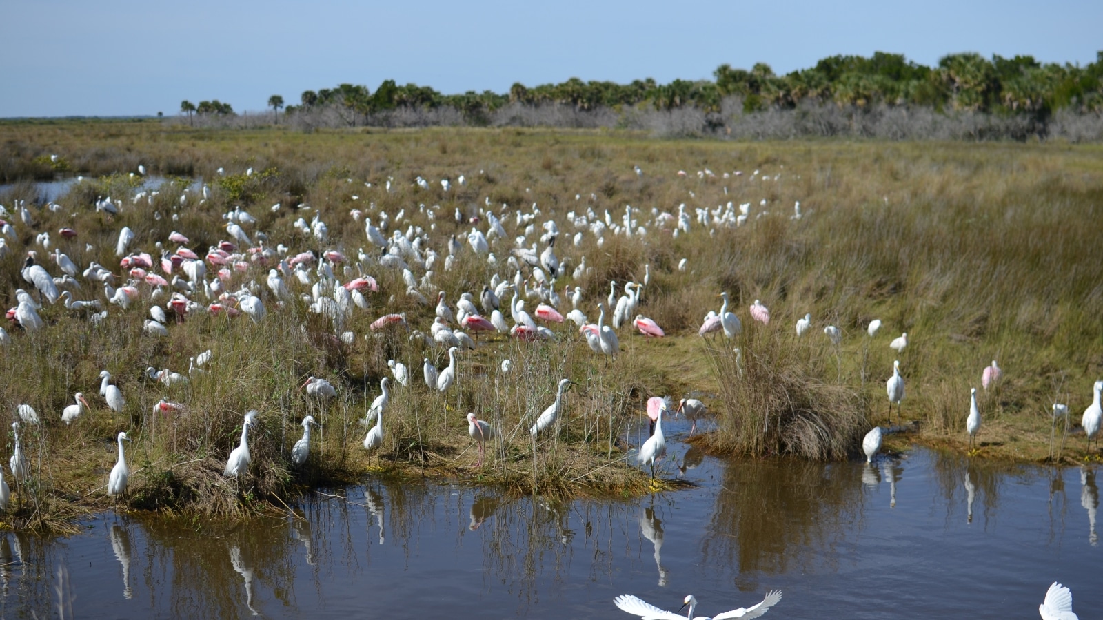 A photograph capturing a scene at the Wildlife Refuge in Cape Canaveral, Florida. Numerous white birds populate the area, indicating a diverse avian population within the refuge.